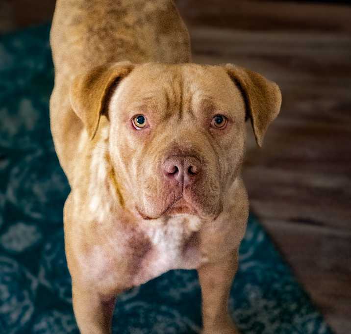 Photo of COOKIE
