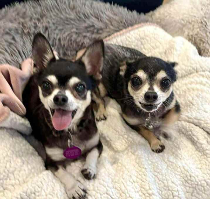Photo of Rocky Ricardo and Tiny Taco