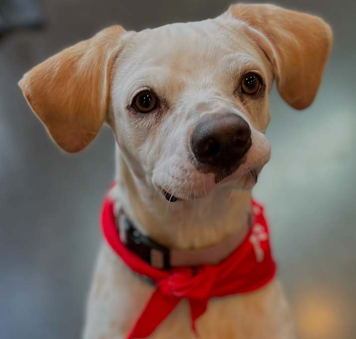 Photo of GOOSE