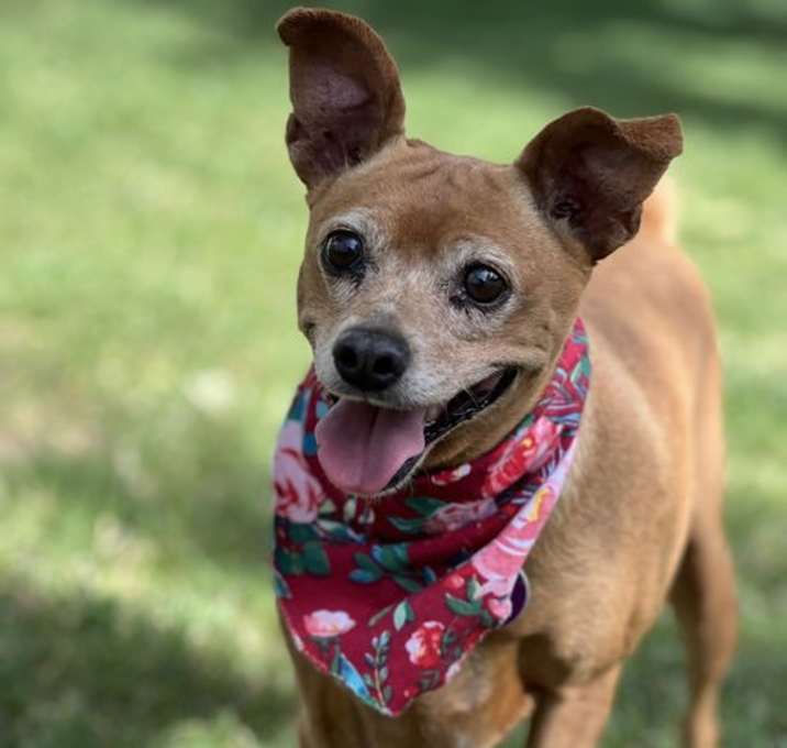 Photo of Gypsy