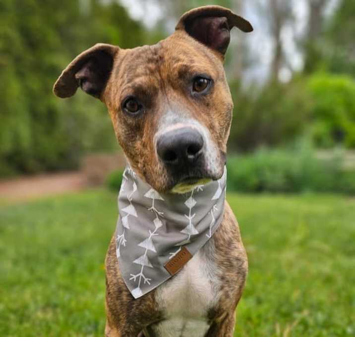 Photo of Cheddar