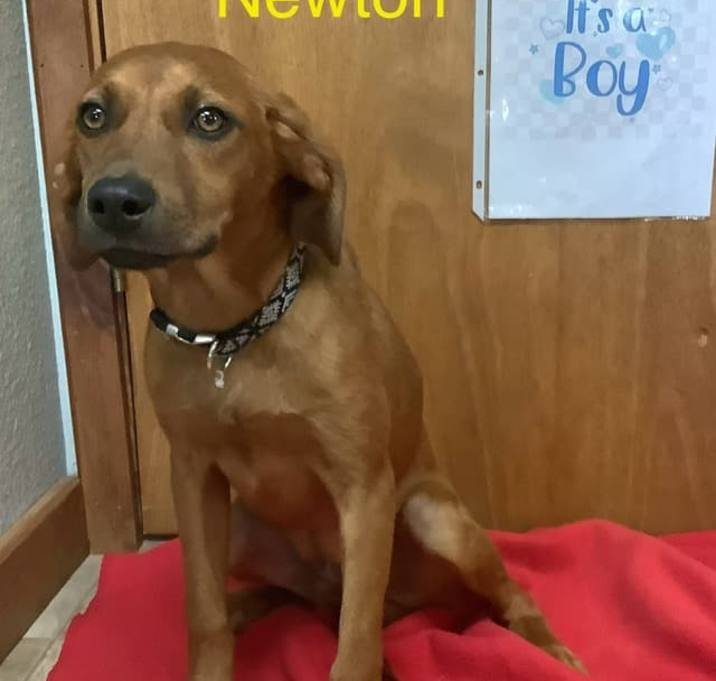 Photo of Newton