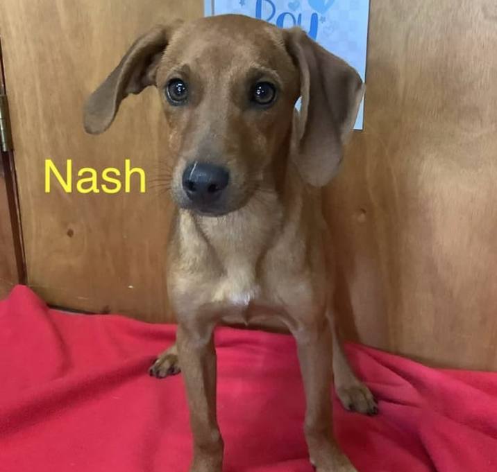 Photo of Nash