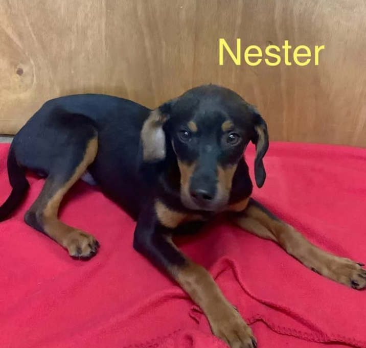 Photo of Nester