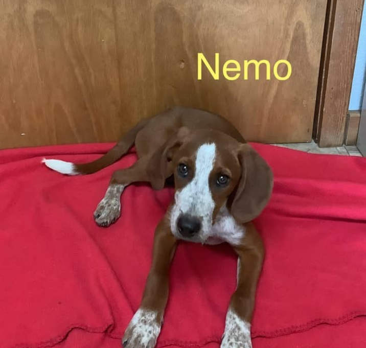 Photo of Nemo