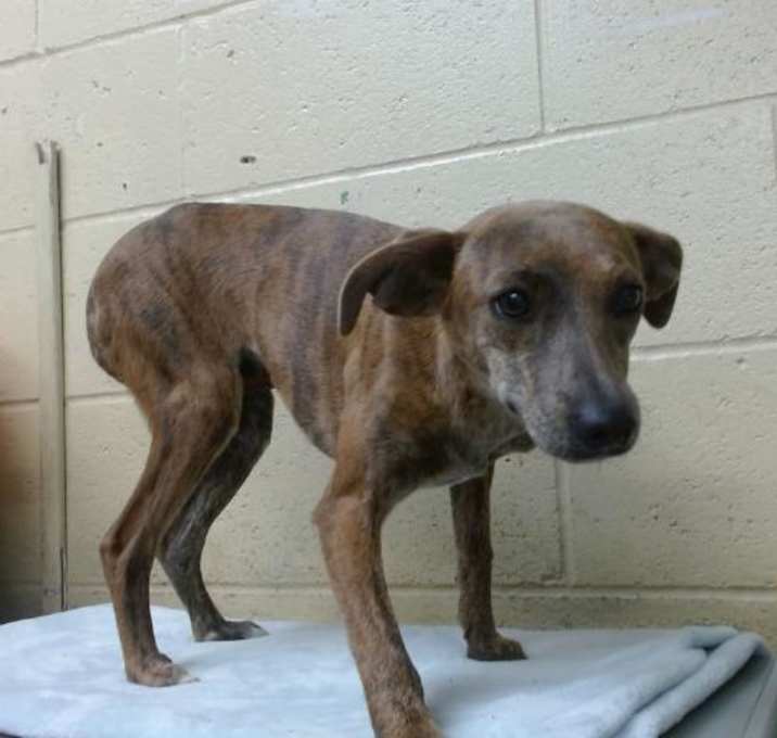 Photo of BONNIE