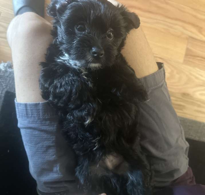 Photo of Toby