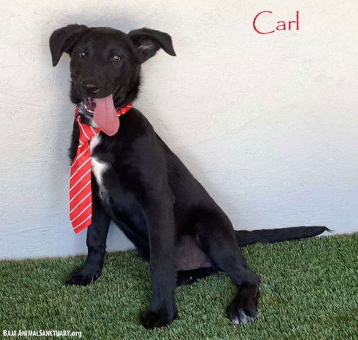 Photo of Carl