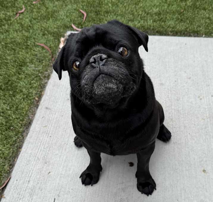 Photo of Rootbeer