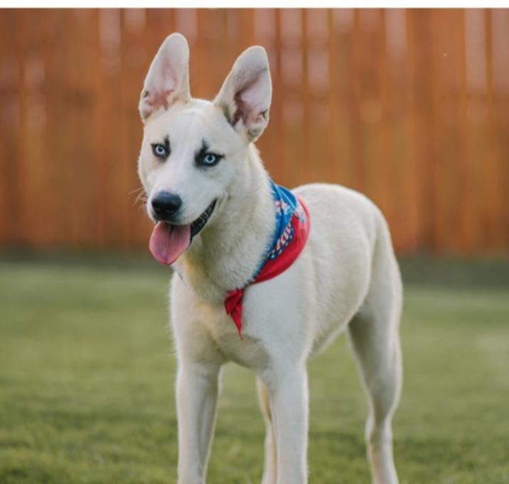 Photo of Hank
