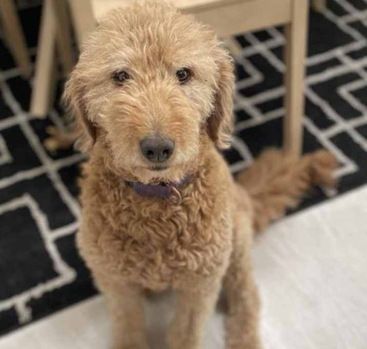 Photo of Honey