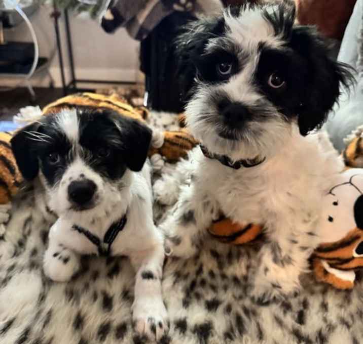 Photo of Onyx and Checkers