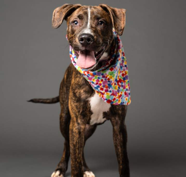 Photo of Tallahassee-ADOPTED