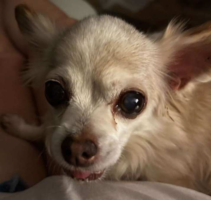 Photo of Belle Boo