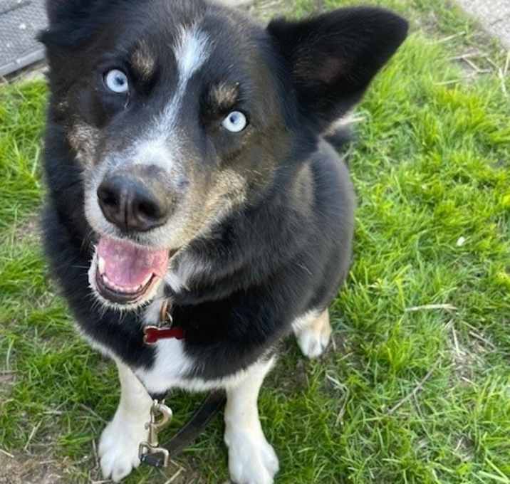Photo of Koda