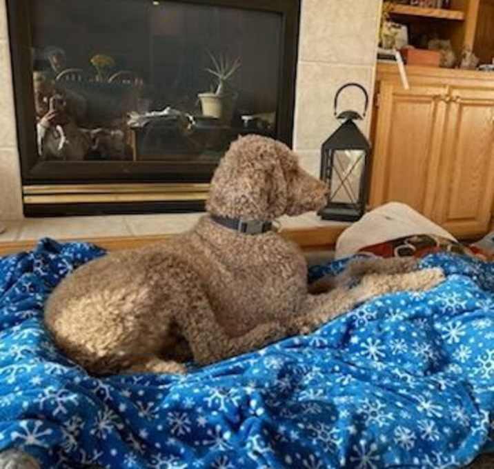 Photo of Obi