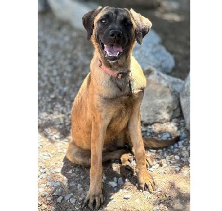 Photo of Buttercup