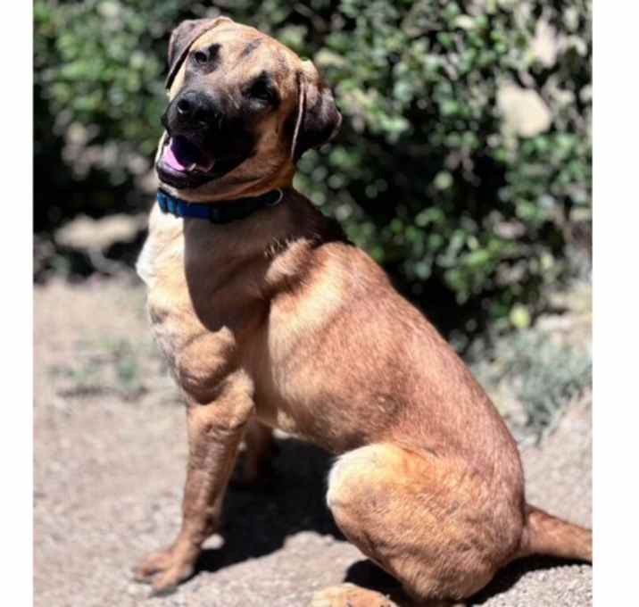 Photo of Tiger