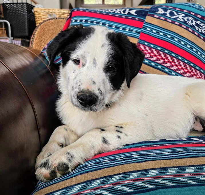 Photo of Snoopy