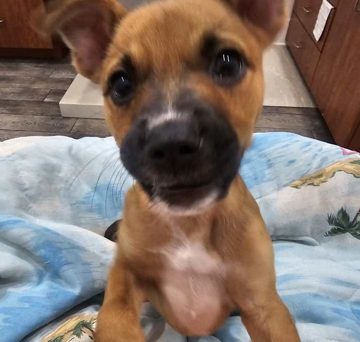 Photo of Puppy Orchid