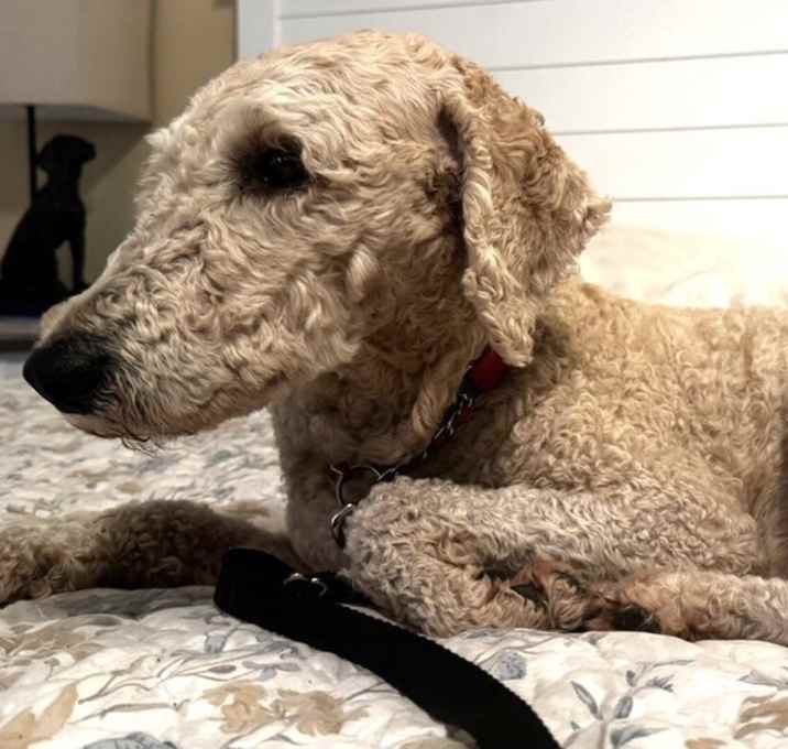 Photo of Brayley (Brayleigh) PKA Teddy