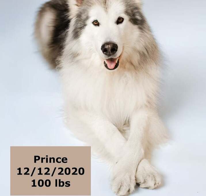 Photo of Prince