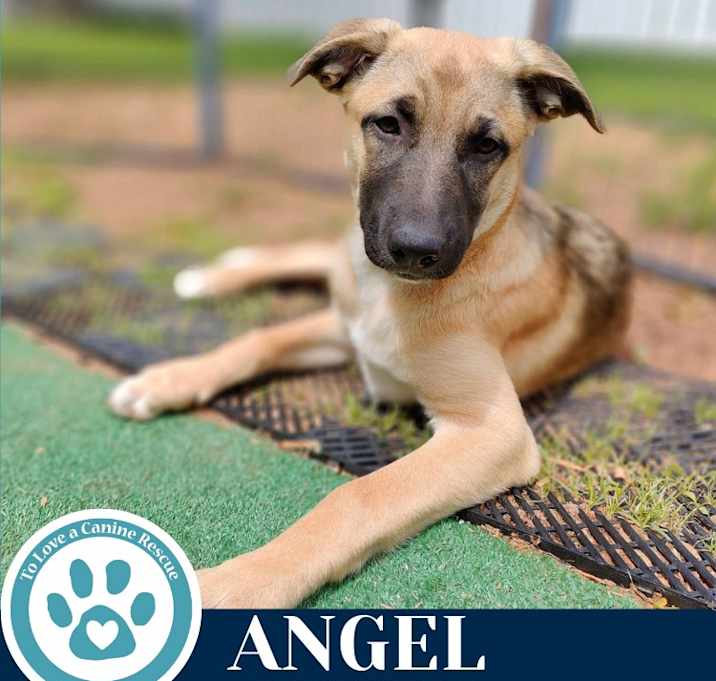 Photo of Angel (A-Listers) 051025