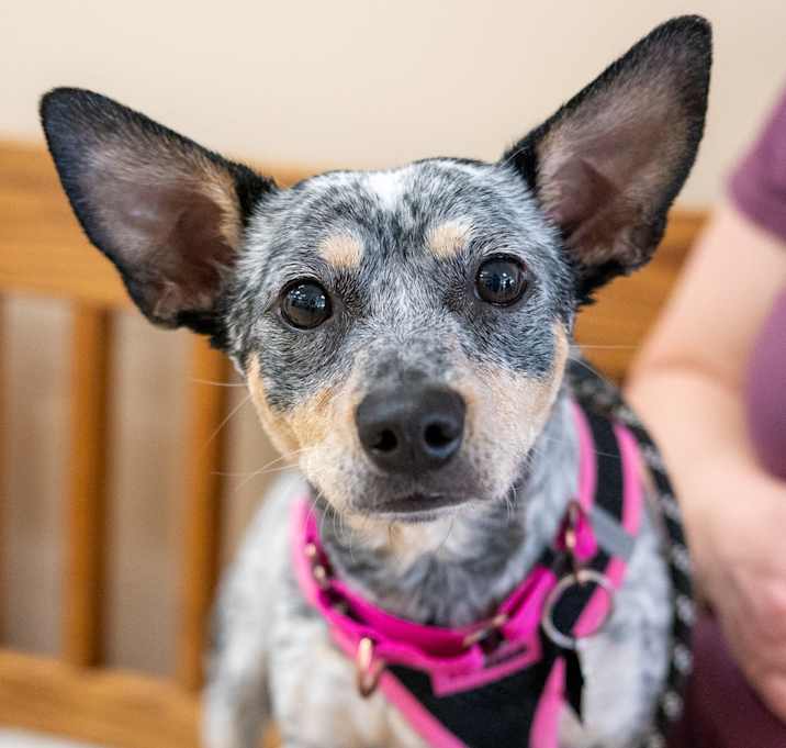 Photo of Dingo