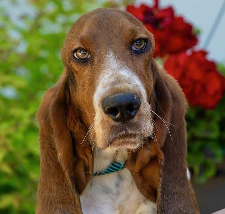 Photo of Basset Best Buddy