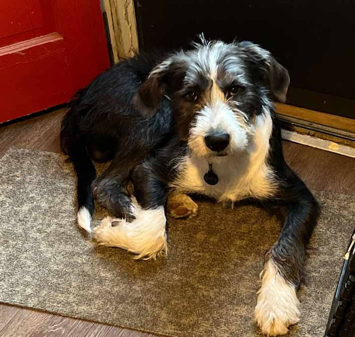 Photo of Simon