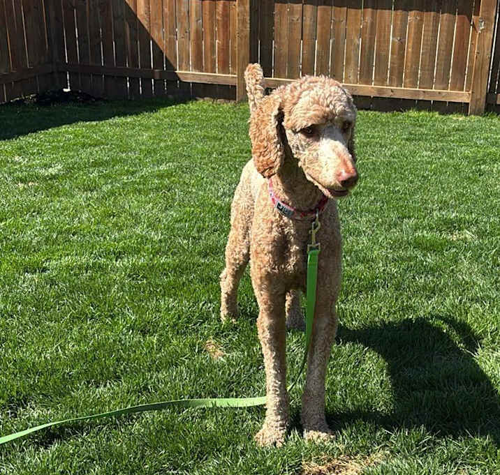 Photo of Chili