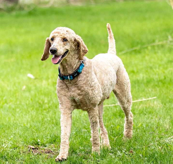 Photo of Oakley