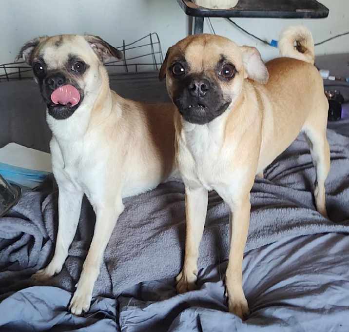 Photo of Gherkin and Dillan