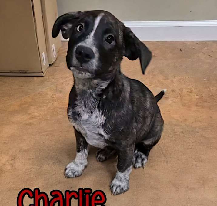 Photo of Charlie