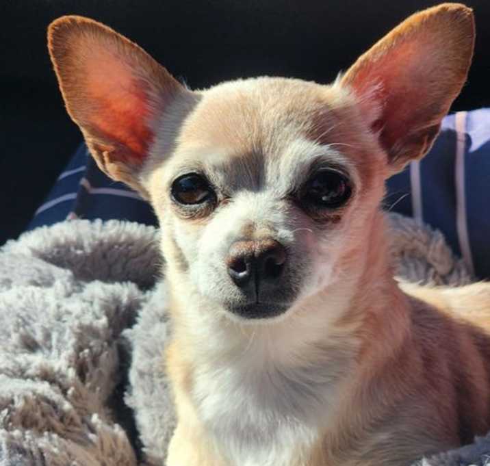 Photo of Chiquita