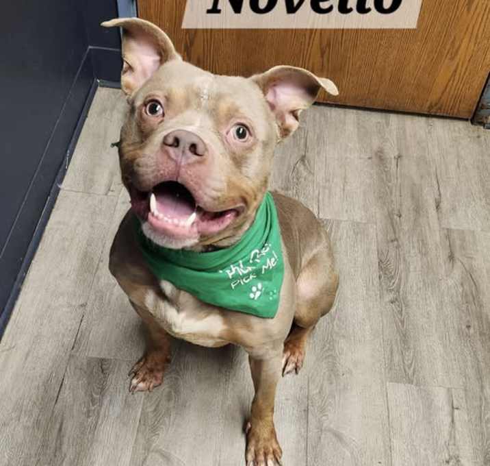 Photo of Novello