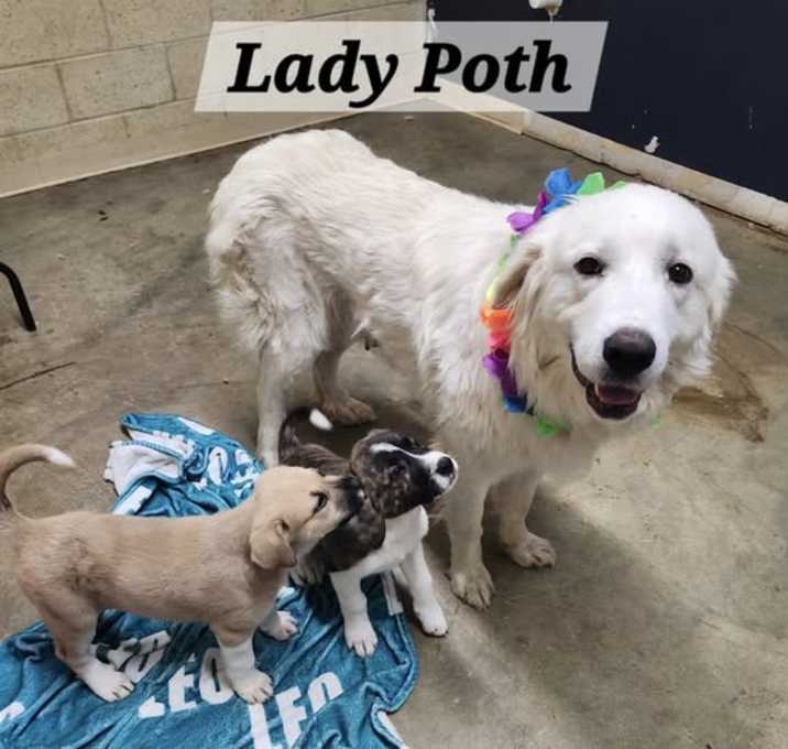 Photo of Lady Poth