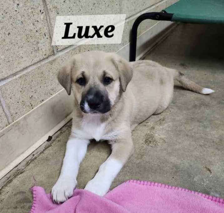 Photo of Luxe