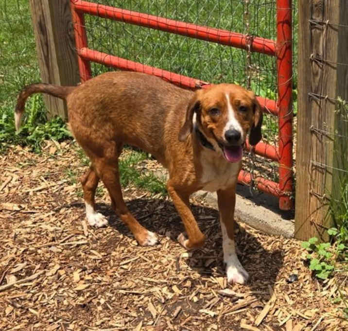 Photo of Brie: At shelter