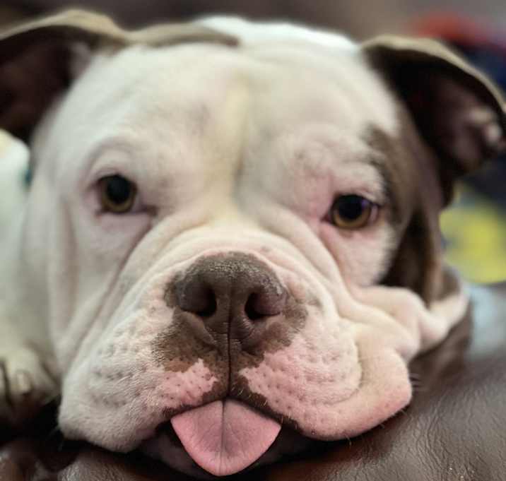 Photo of Maximus Magoo