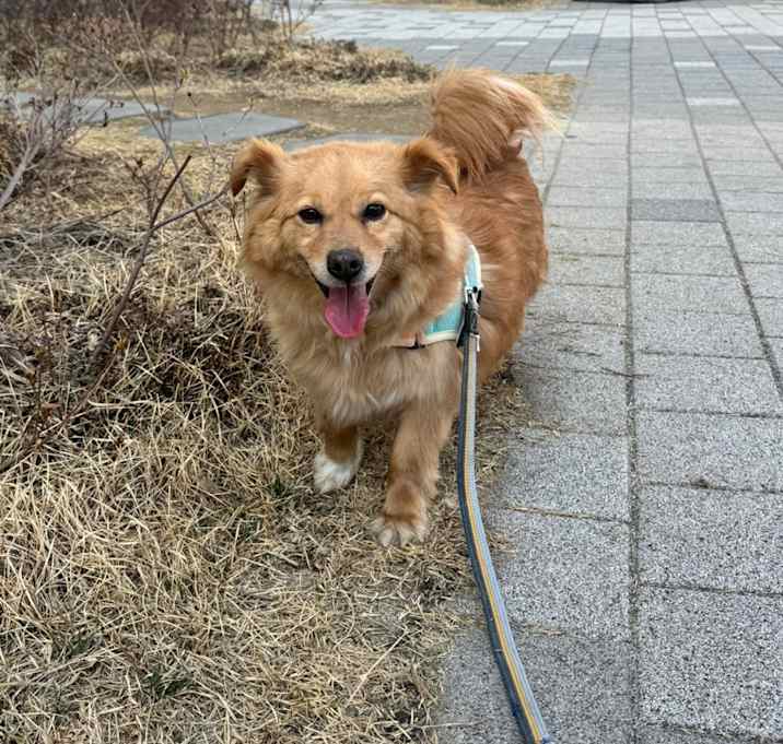 Photo of benji