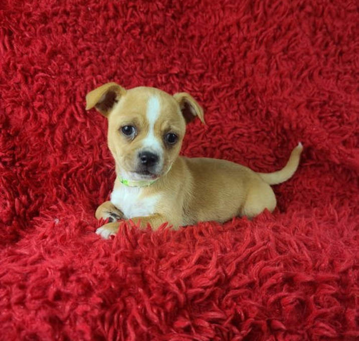 Photo of Rosie(4lbs)