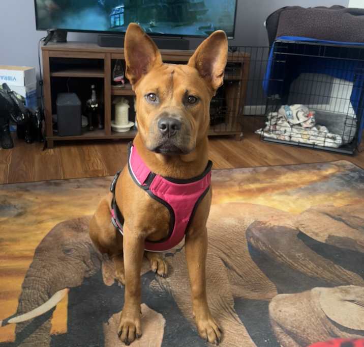 Photo of Ginger