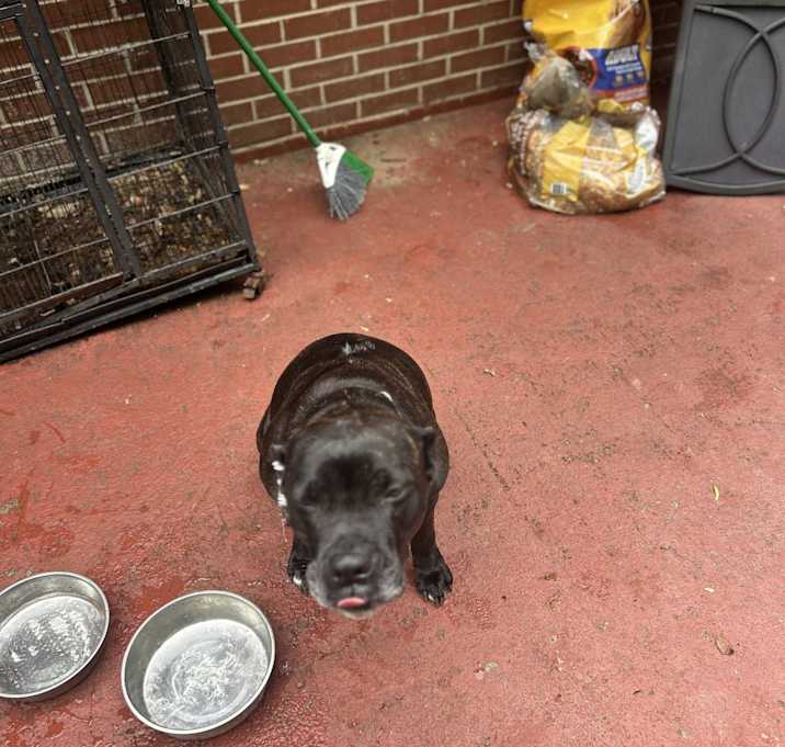 Photo of Oreo