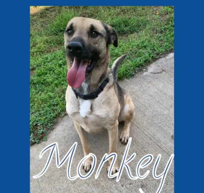 Photo of Monkey