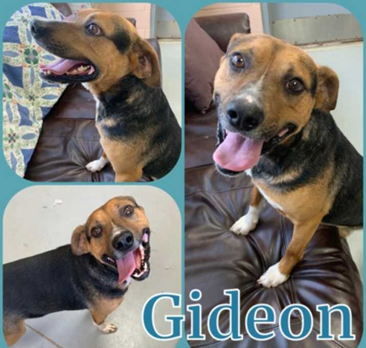 Photo of Gideon