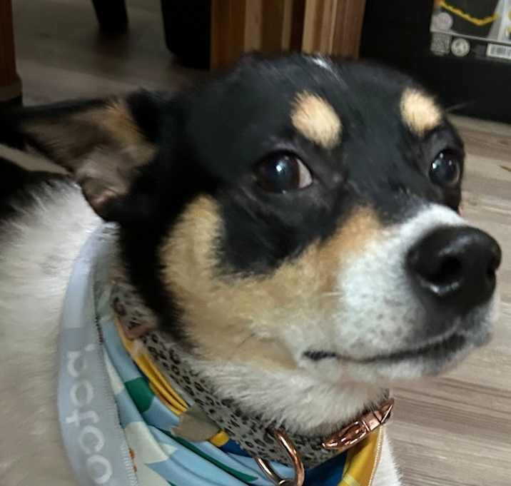 Photo of Lemon