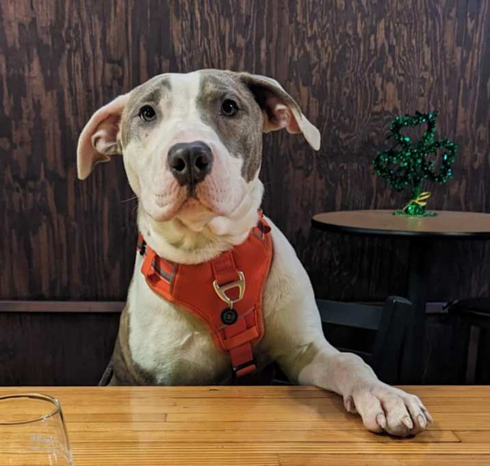 Photo of Pickles
