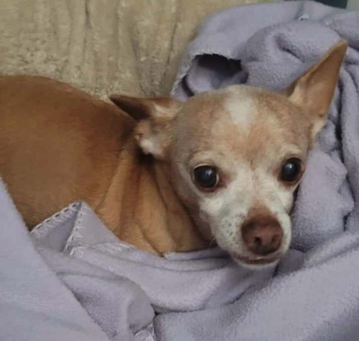 Photo of Cinnamon