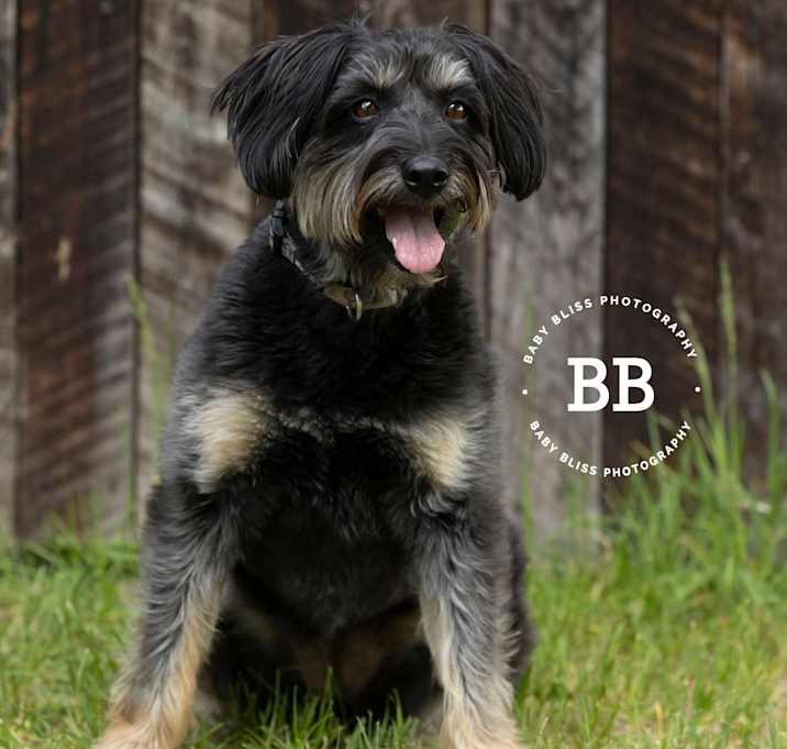 Photo of Dakota (Koda)